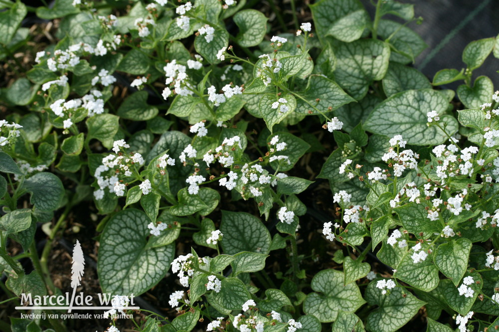 Brunnera macrophylla Mr Morse