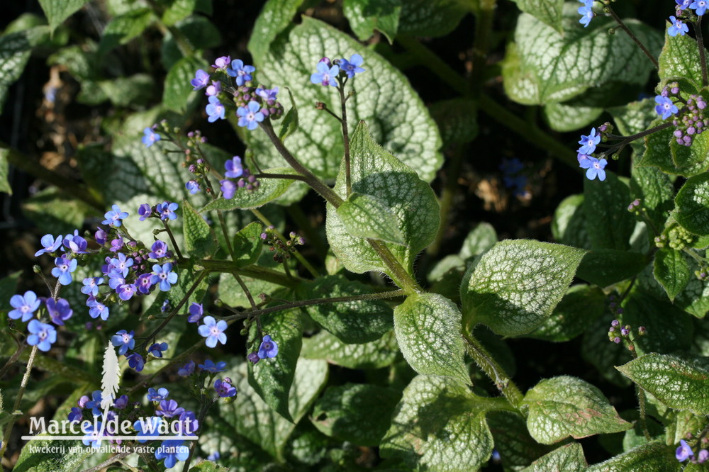 Brunnera macrophylla Sea Heart