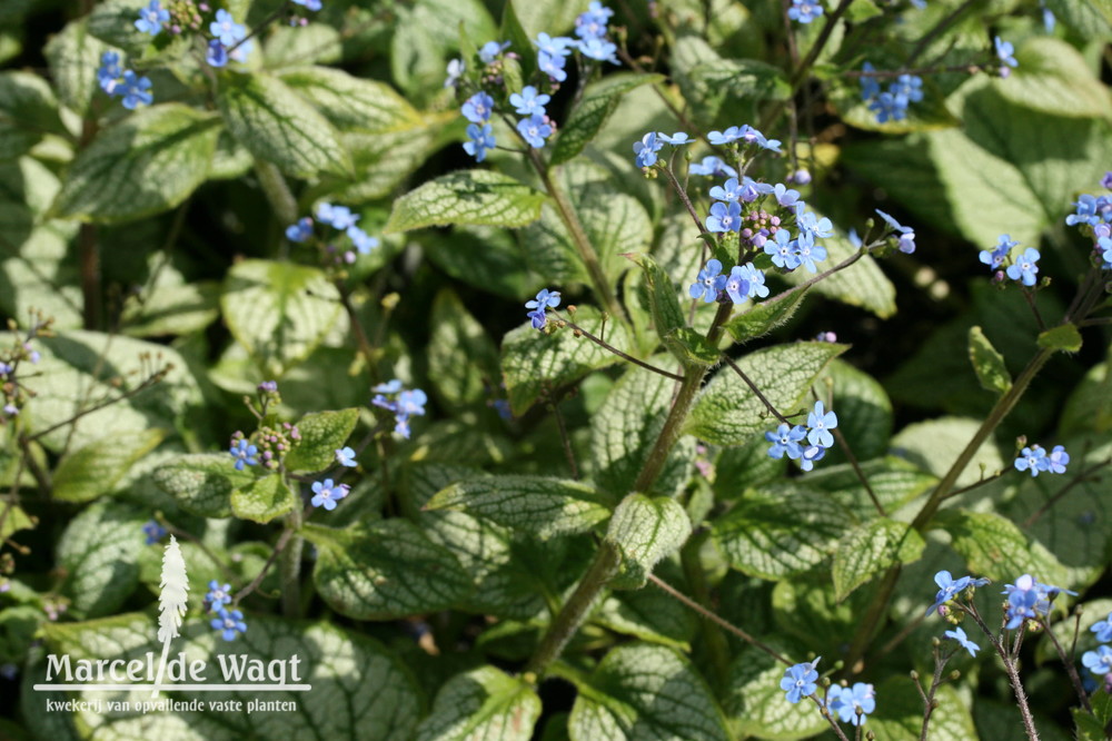 Brunnera macrophylla Silver Heart