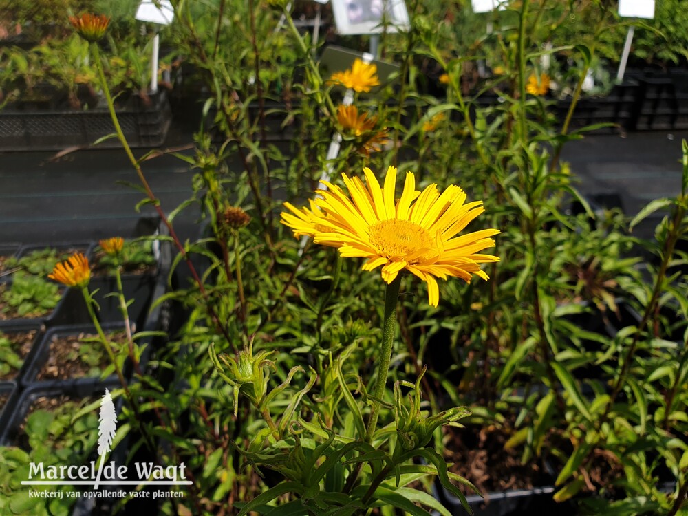 Buphthalmum salicifolium Alpengold