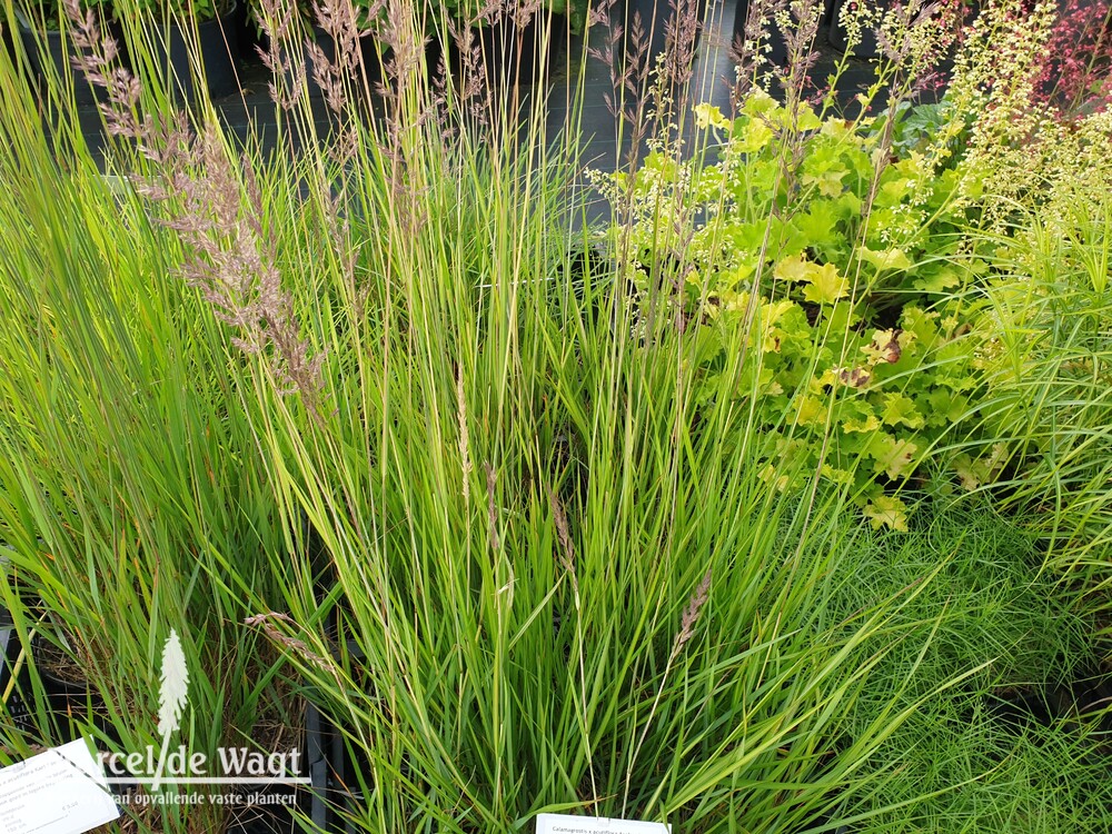 Calamagrostis x acutiflora Avalanche