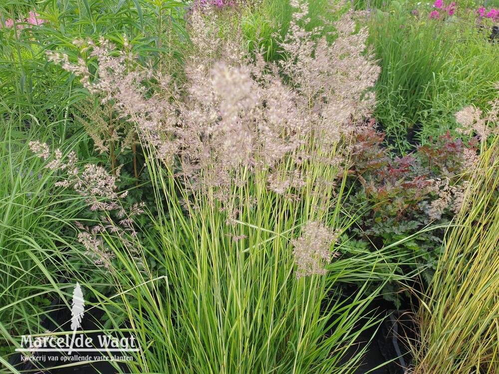 Calamagrostis x acutiflora England (Eldorado)