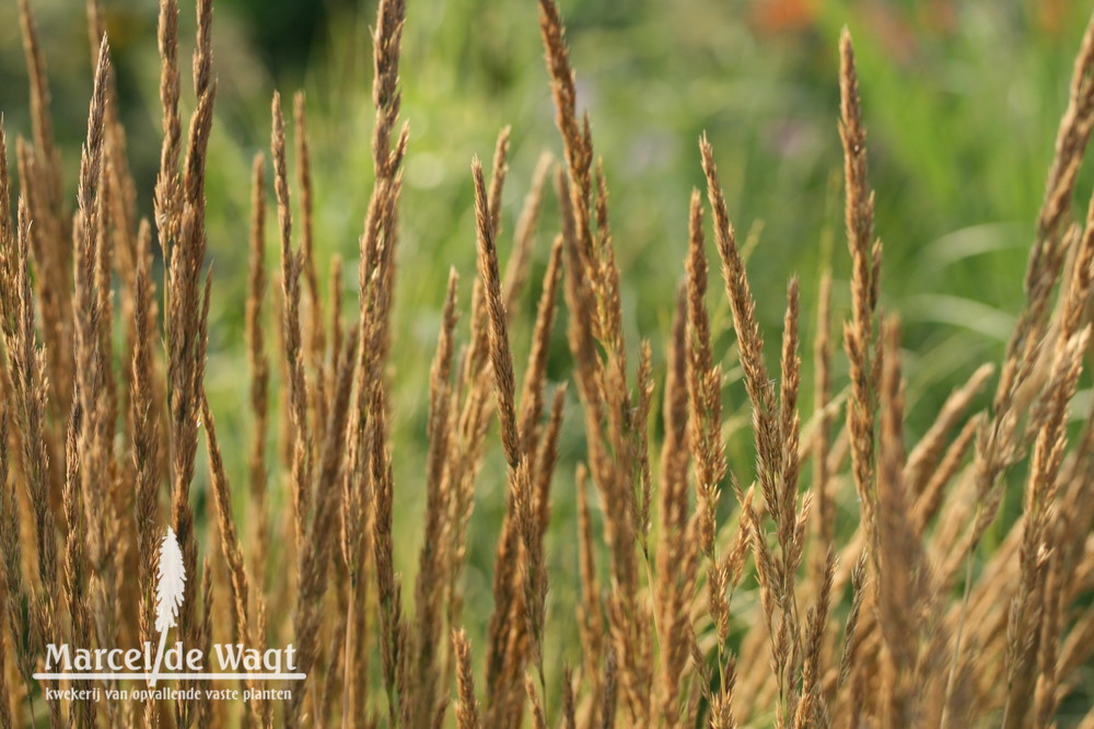 Calamagrostis x acutiflora Karl Foester