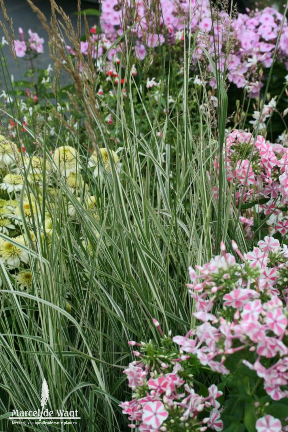 Calamagrostis x acutiflora Overdam