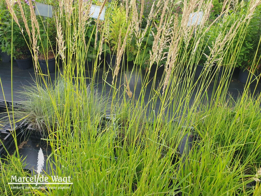 Calamagrostis x acutiflora Waldenbuch