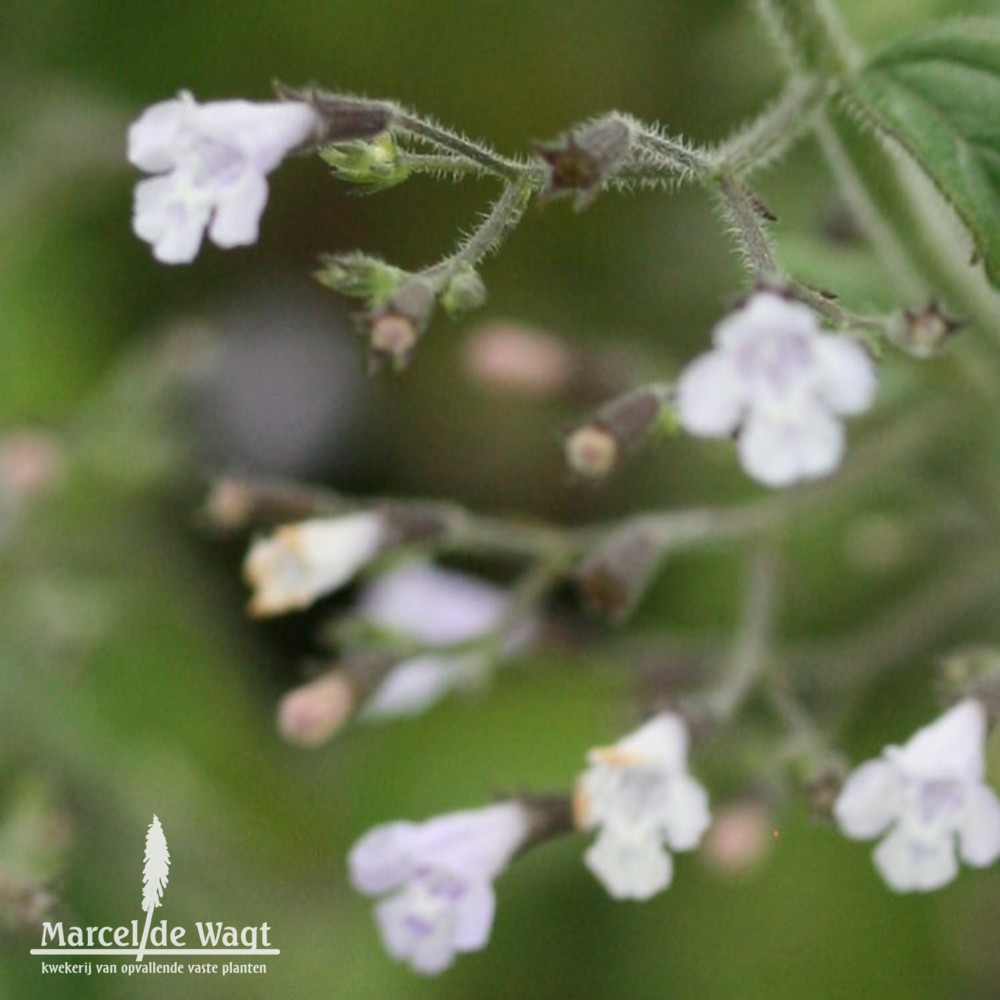 Calamintha nepeta Blue Cloud