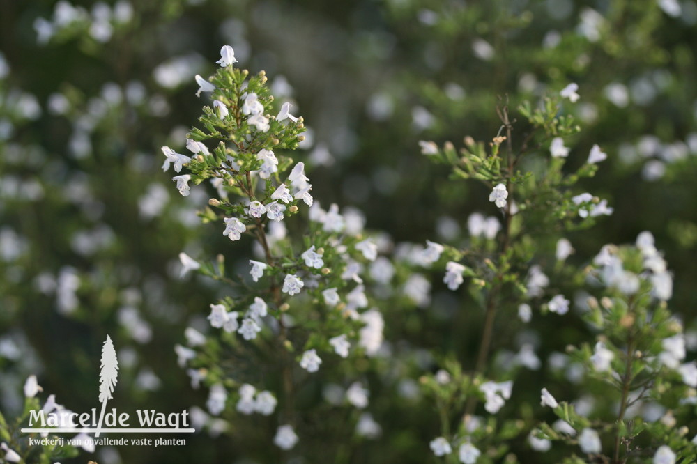 Calamintha nepeta White Cloud