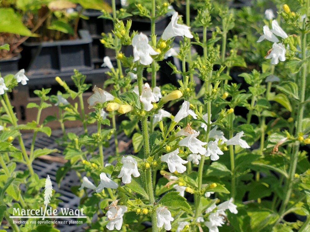 Calaminthe nepeta Marvelette White