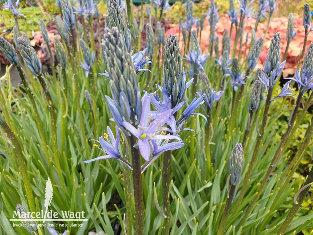 Camassia leichtlinii Blue Candle