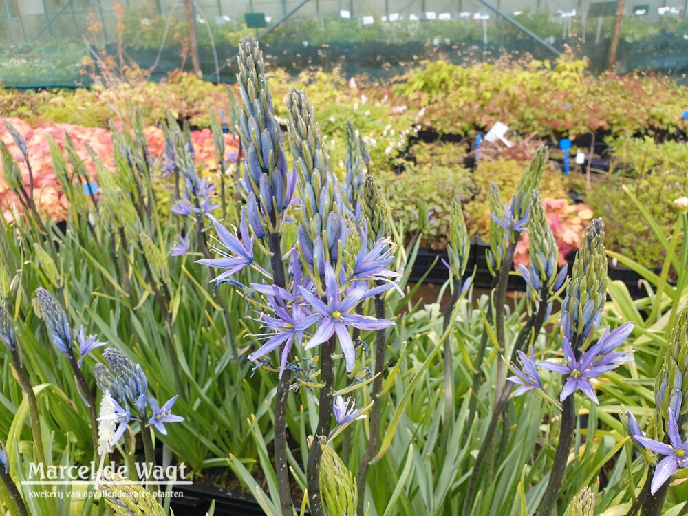 Camassia leichtlinii Caerulea