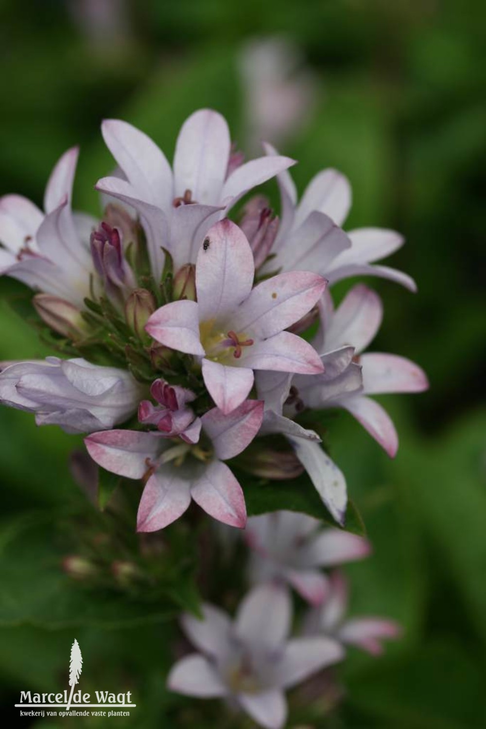 Campanula glomerata Caroline