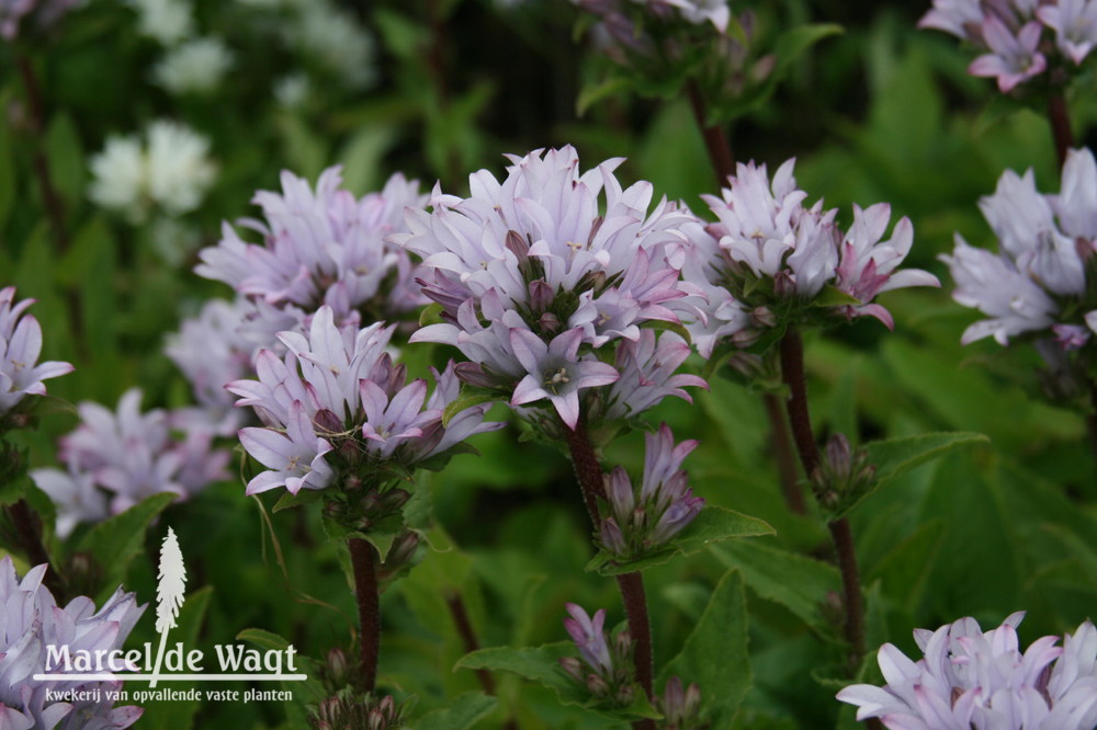 Campanula glomerata Emerald