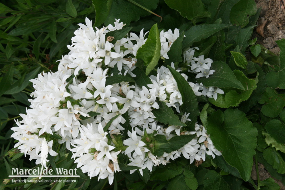 Campanula glomerata Genti White