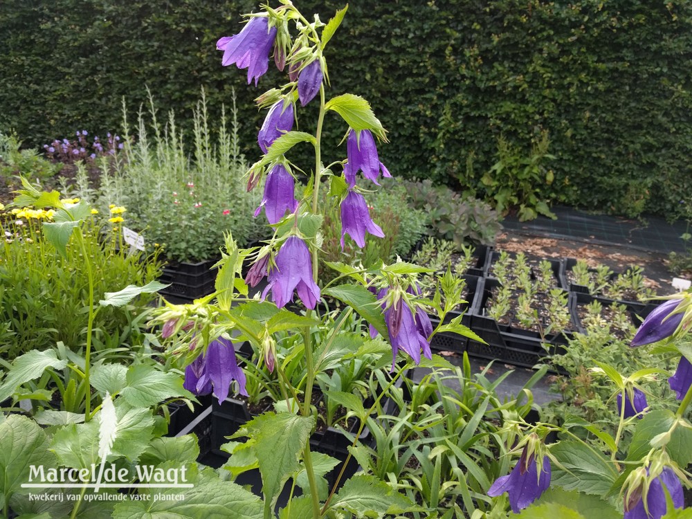 Campanula hybride Kent Belle