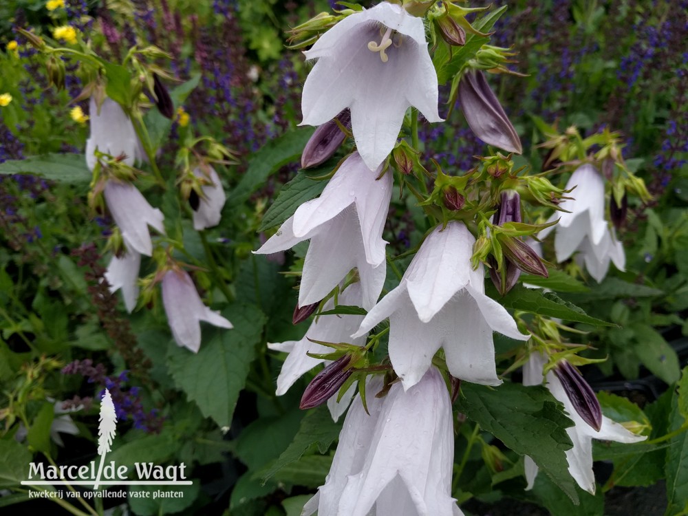 Campanula Iridescent Bells