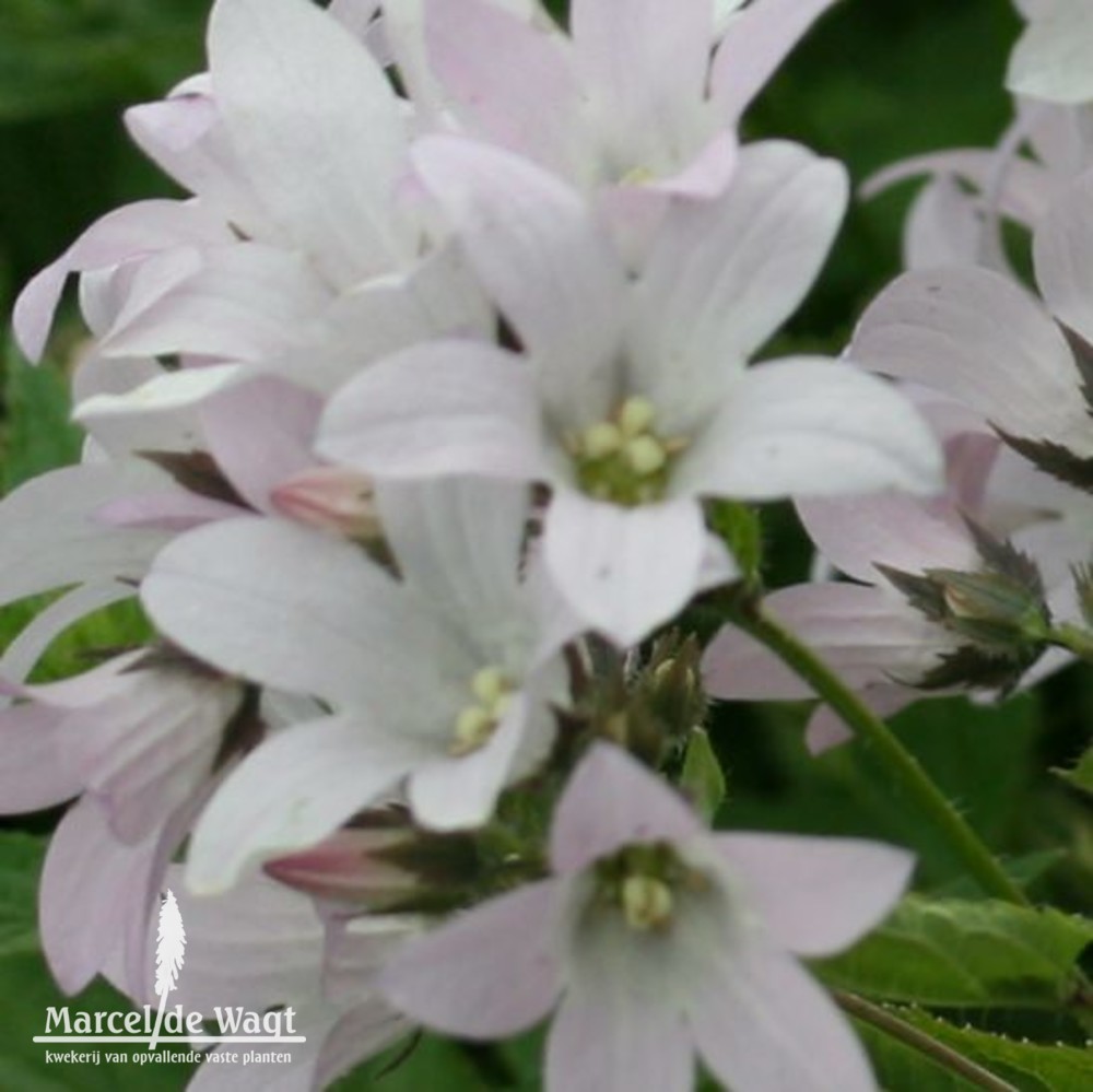 Campanula lactiflora Loddon Ann