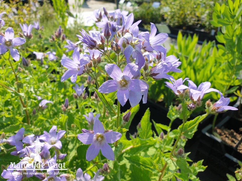 Campanula lactiflora Prichard Variety