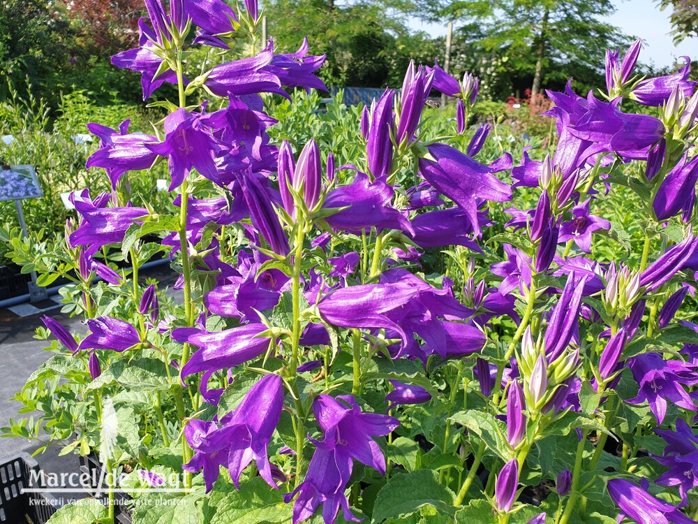 Campanula latifolia Purple Bells