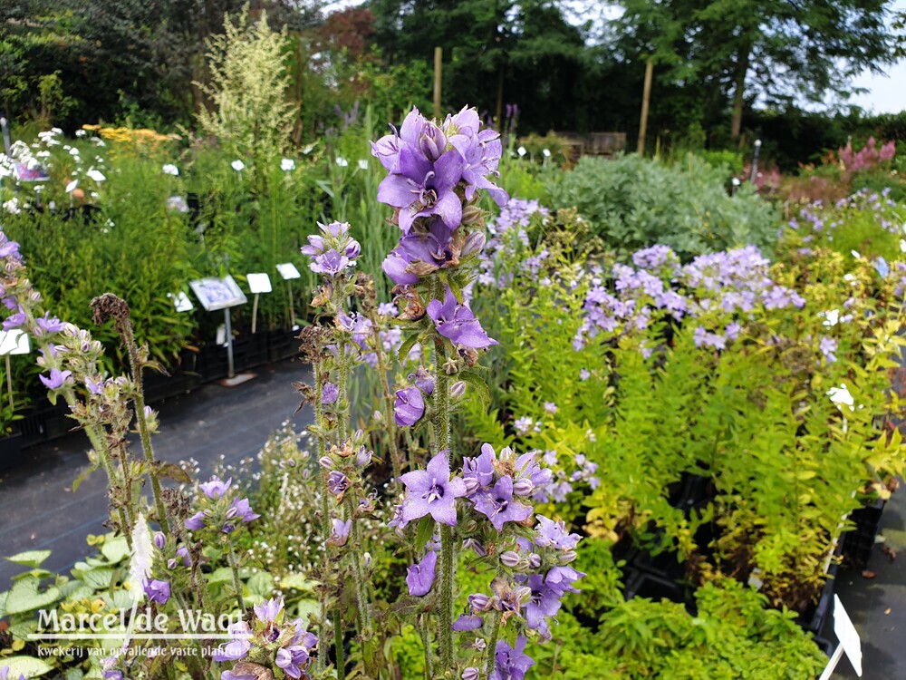 Campanula primulifolia