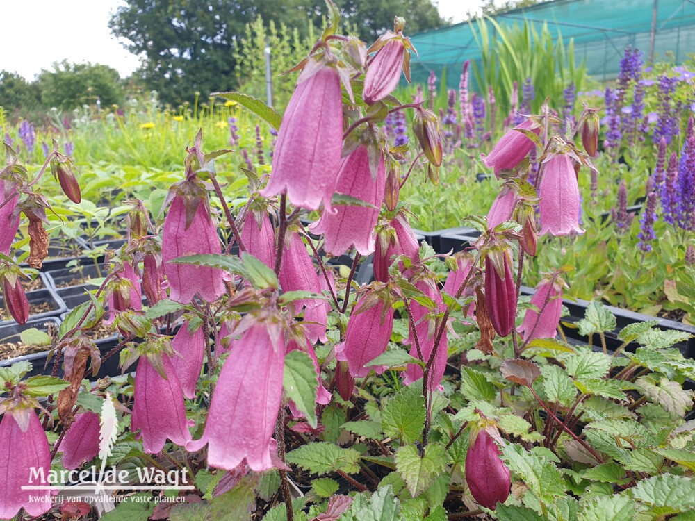 Campanula Ringsabell Mulberry Rose