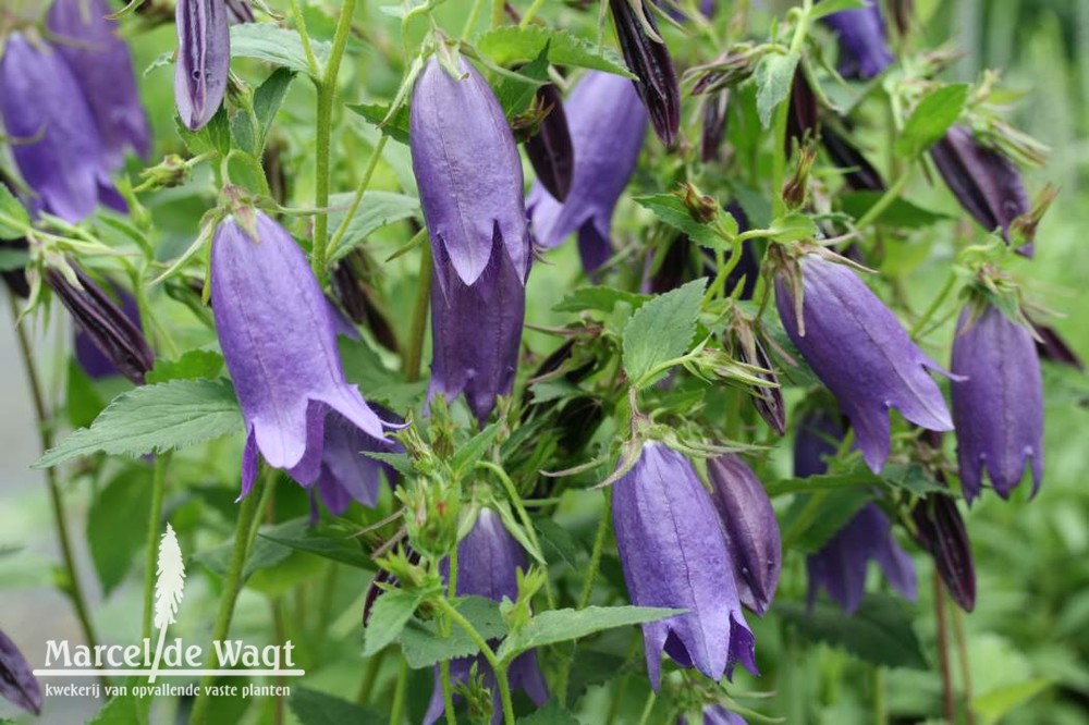 Campanula Sarastro