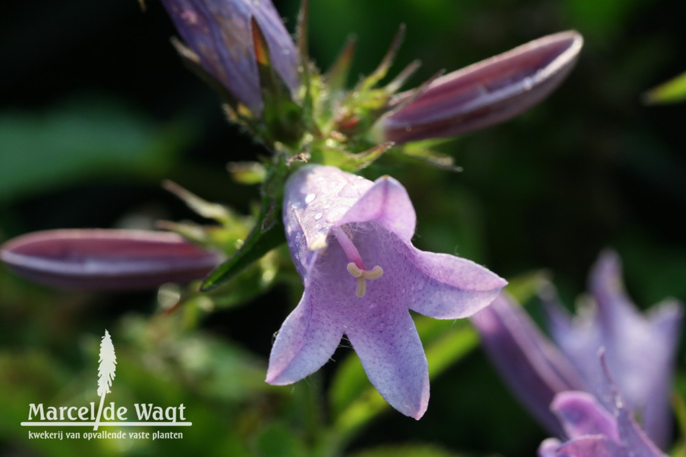 Campanula Viking