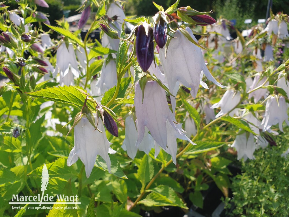 Campanula x Crystal