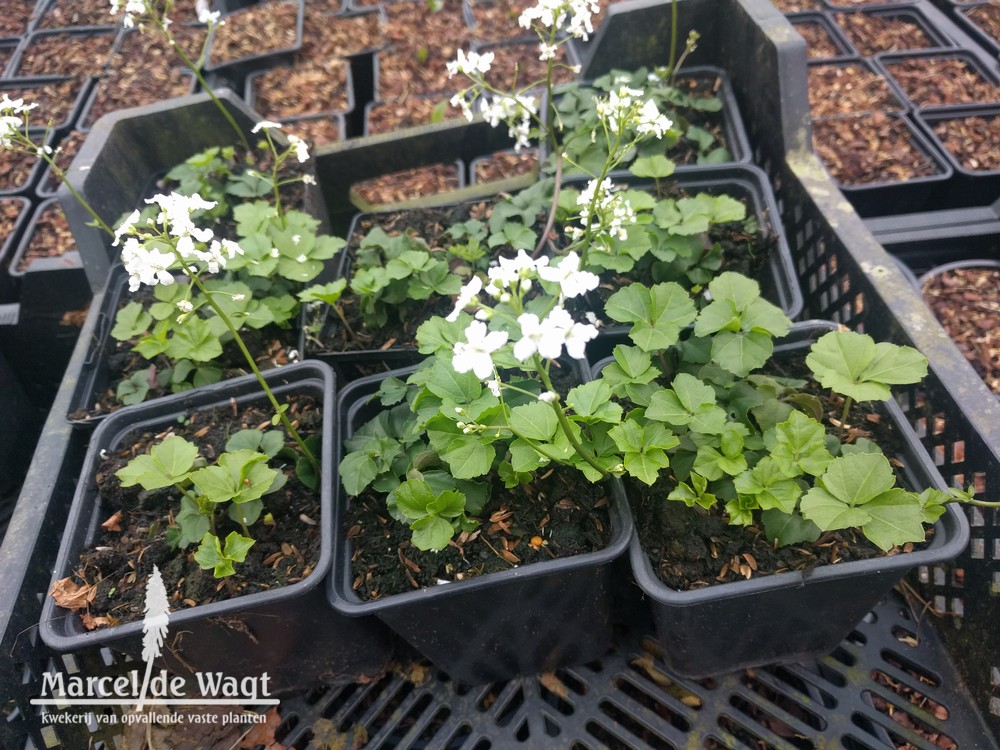 Cardamine trifolia