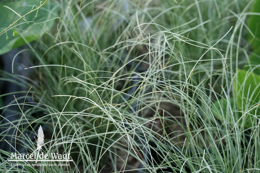 Carex comans Frosted Curls