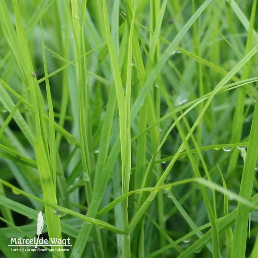 Carex muskingumensis Little Midge