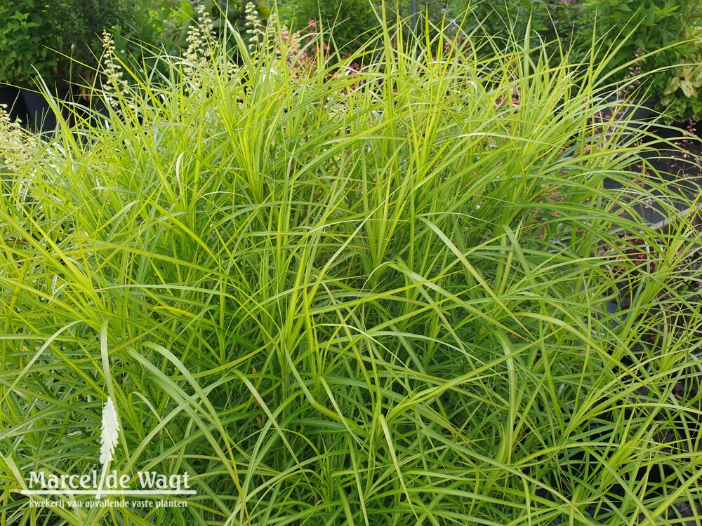 Carex muskingumensis Silberstripe