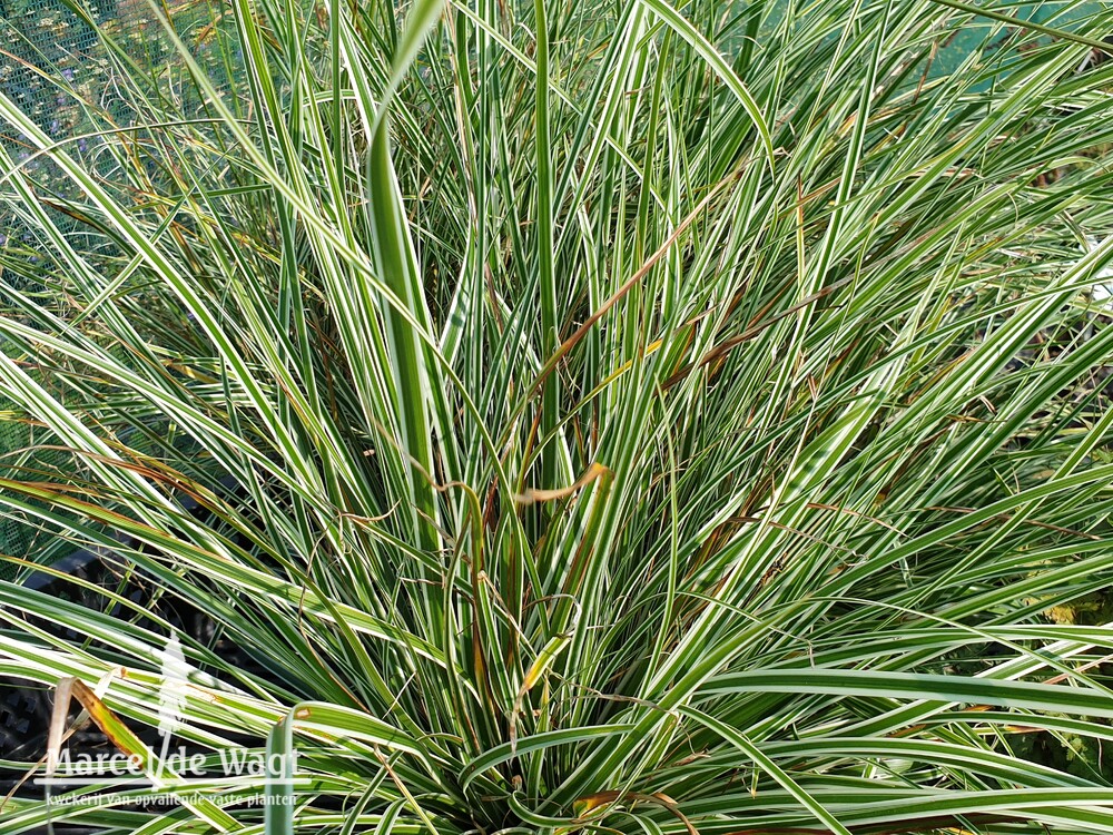 Carex oshimensis Everest