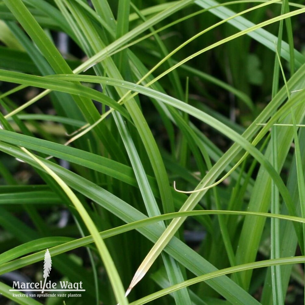 Carex oshimensis Greenwell