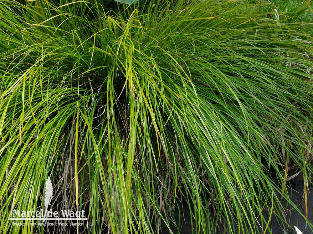 Carex species Kyoto