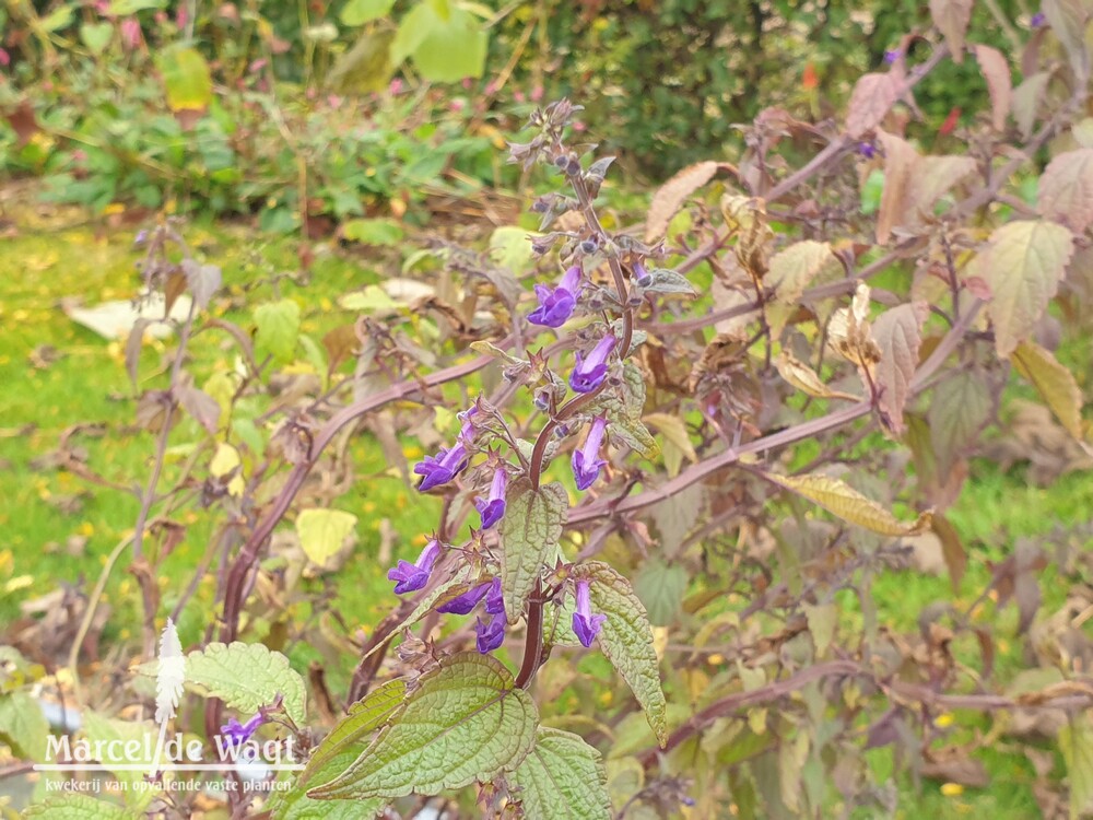 Caryopteris divaricata Blue Bonnet