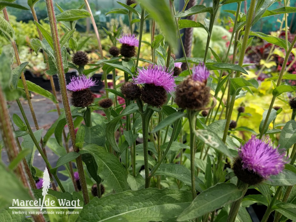 Centaurea Caramia