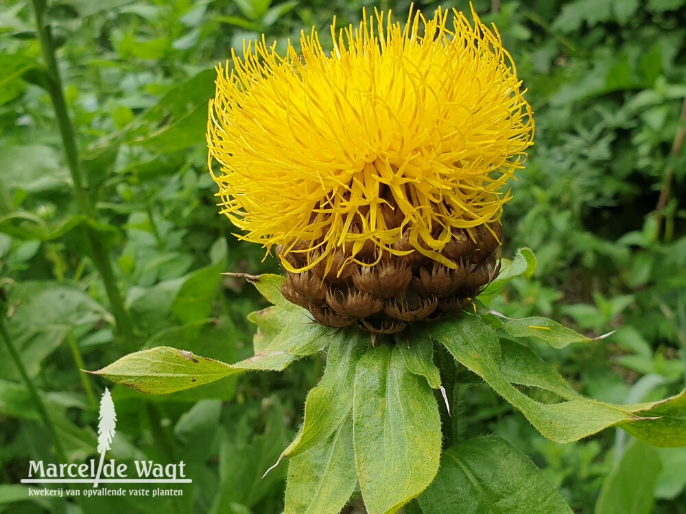 Centaurea macrocephella