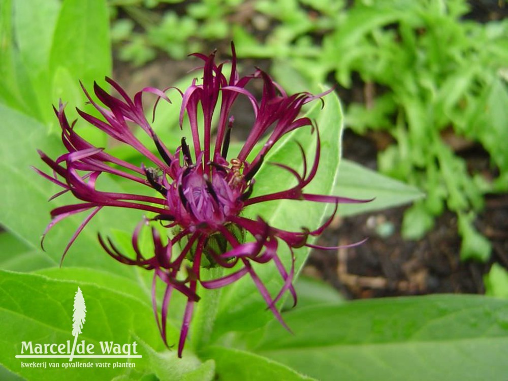 Centaurea montana Jordy