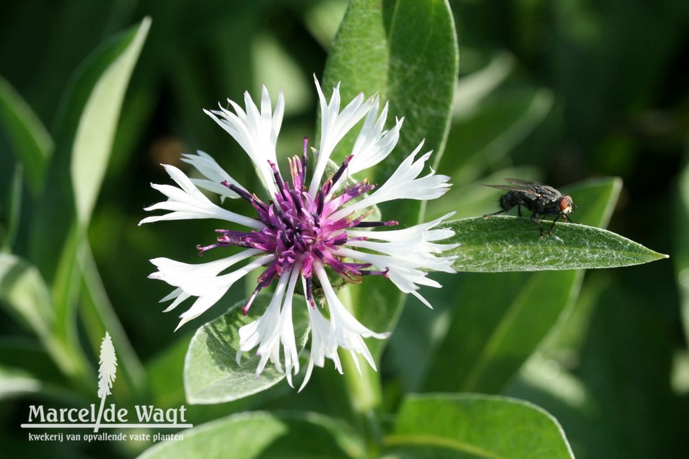 Centaurea montana Purple Heart