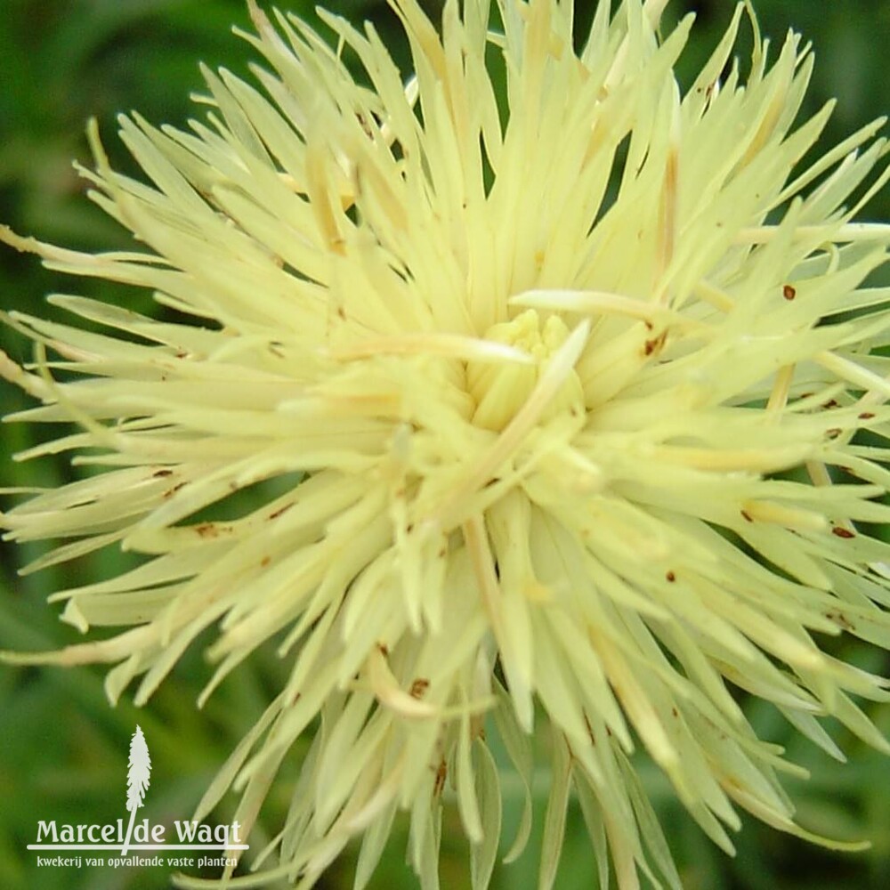 Centaurea ruthenica