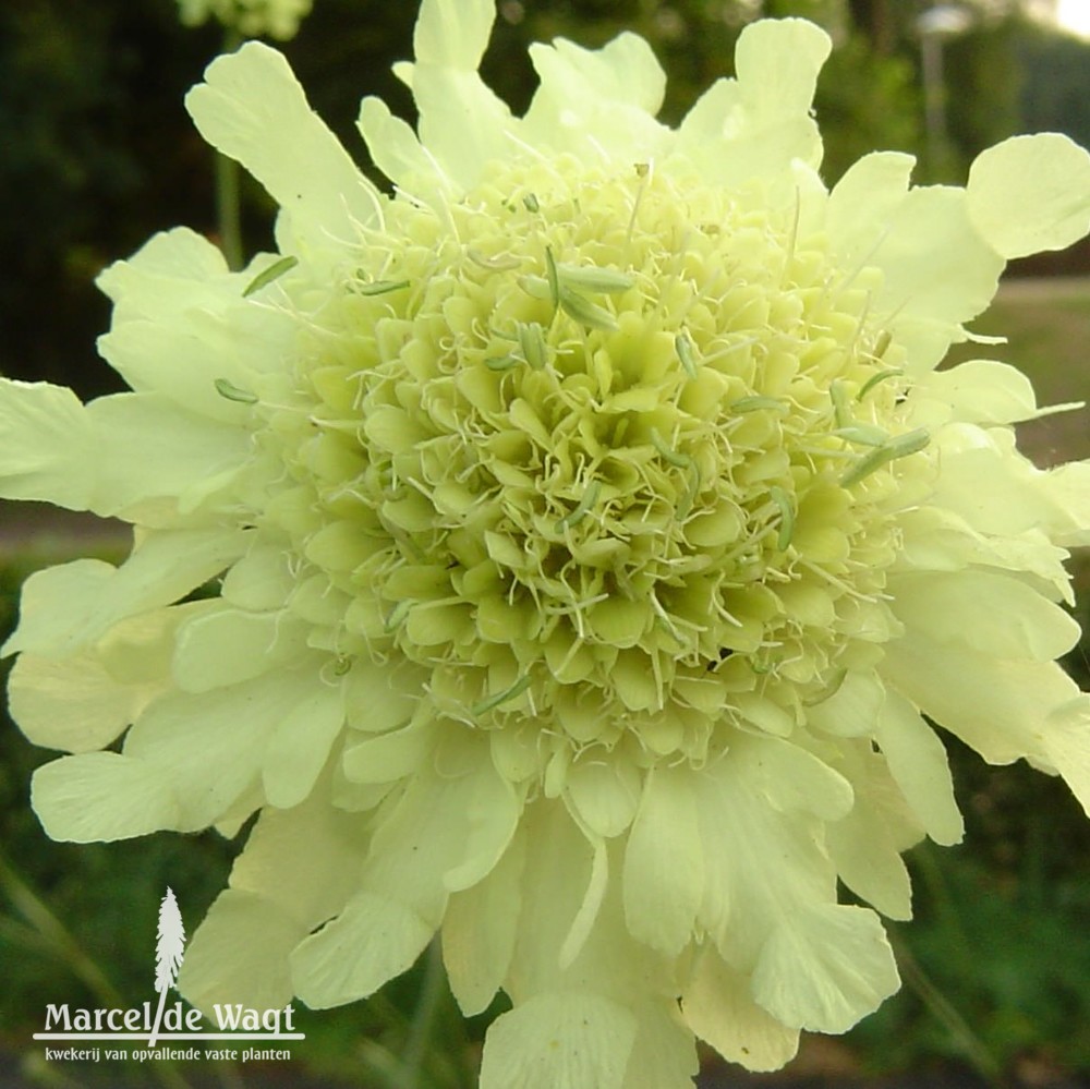 Cephalaria gigantea