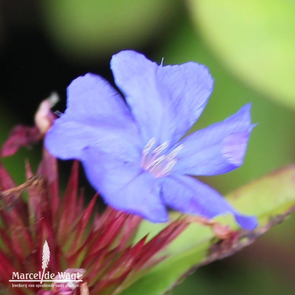 Ceratostigma plumbaginoides