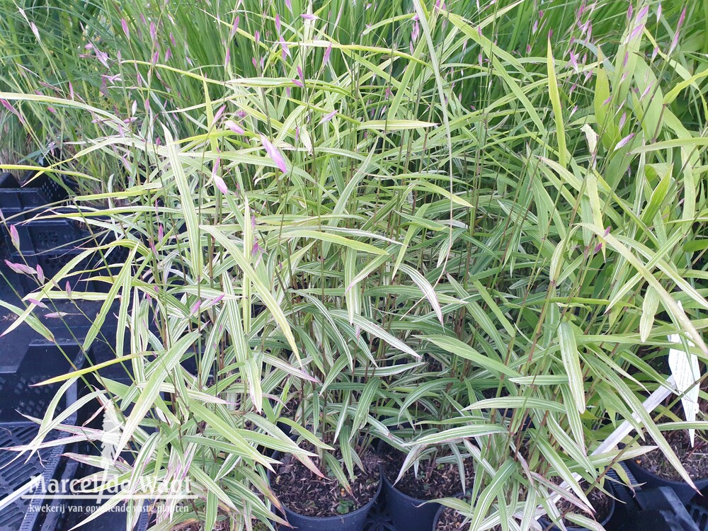 Chasmanthium latifolium River Mist