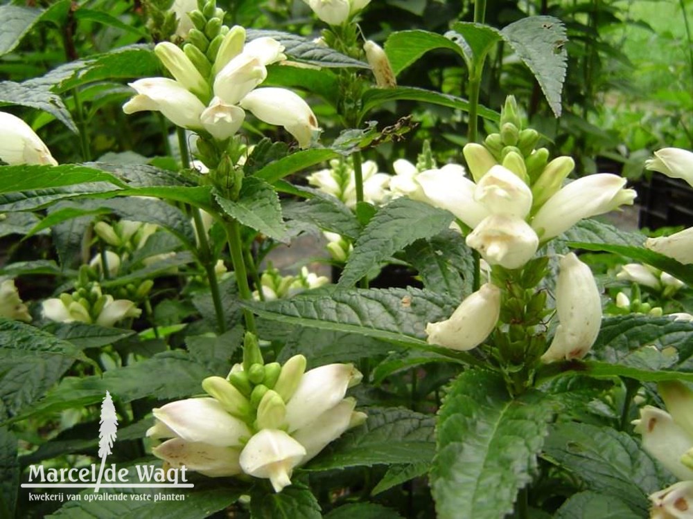 Chelone obliqua Alba