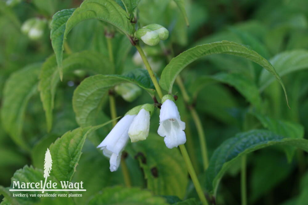 Chelonopsis mochata Alba