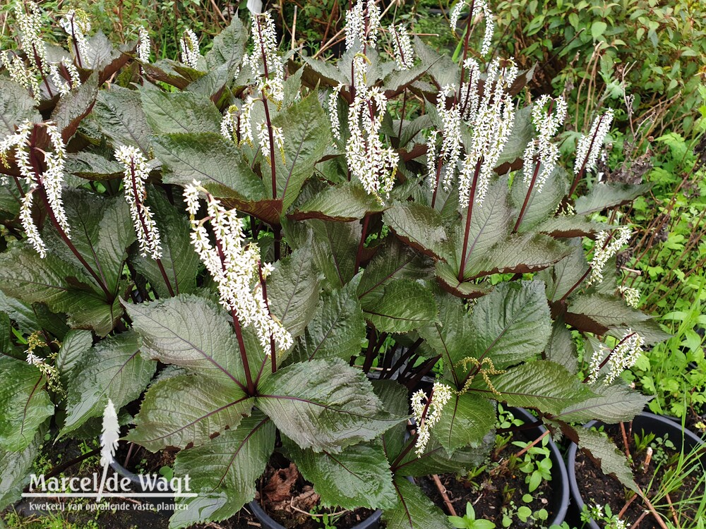 Chloranthus sessilifolius Domino