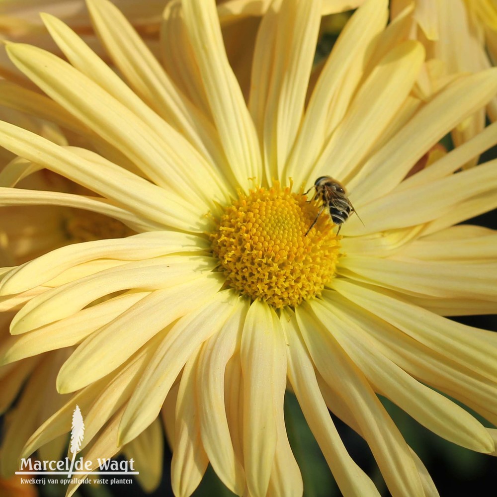 Chrysanthemum Abricot Passion