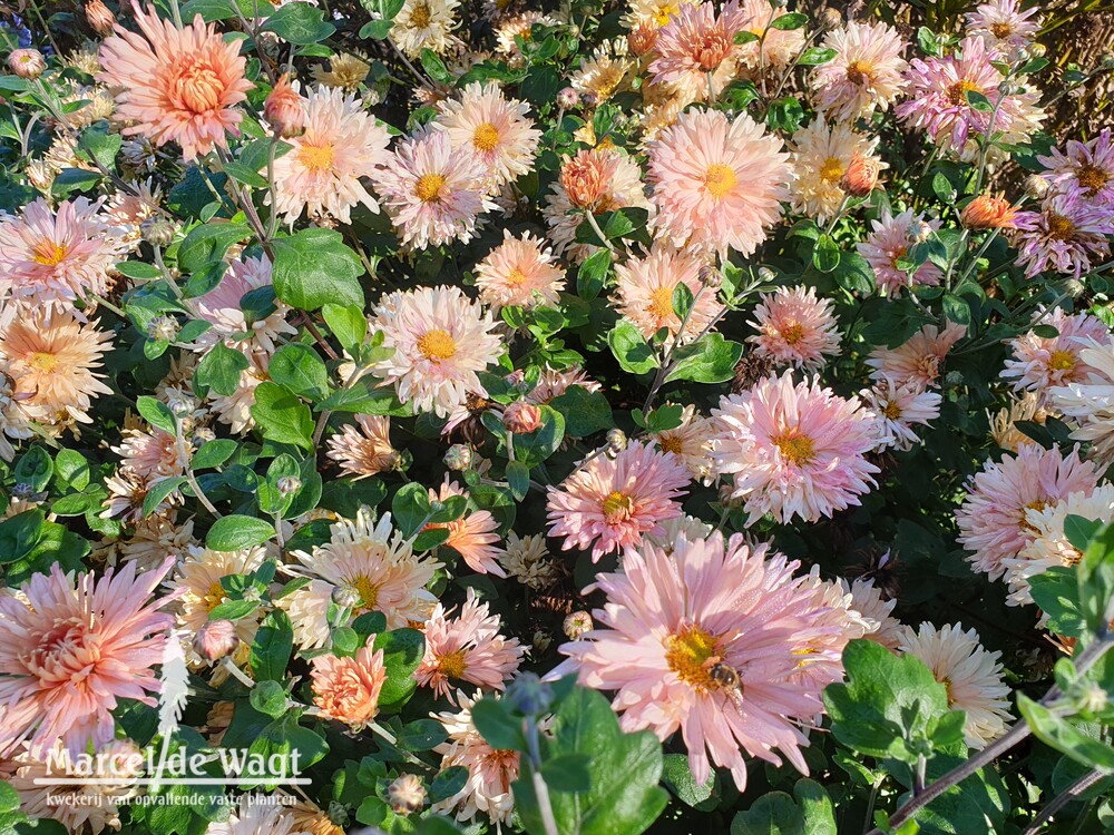 Chrysanthemum Apricot