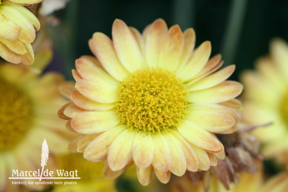 Chrysanthemum Dernier Soleil