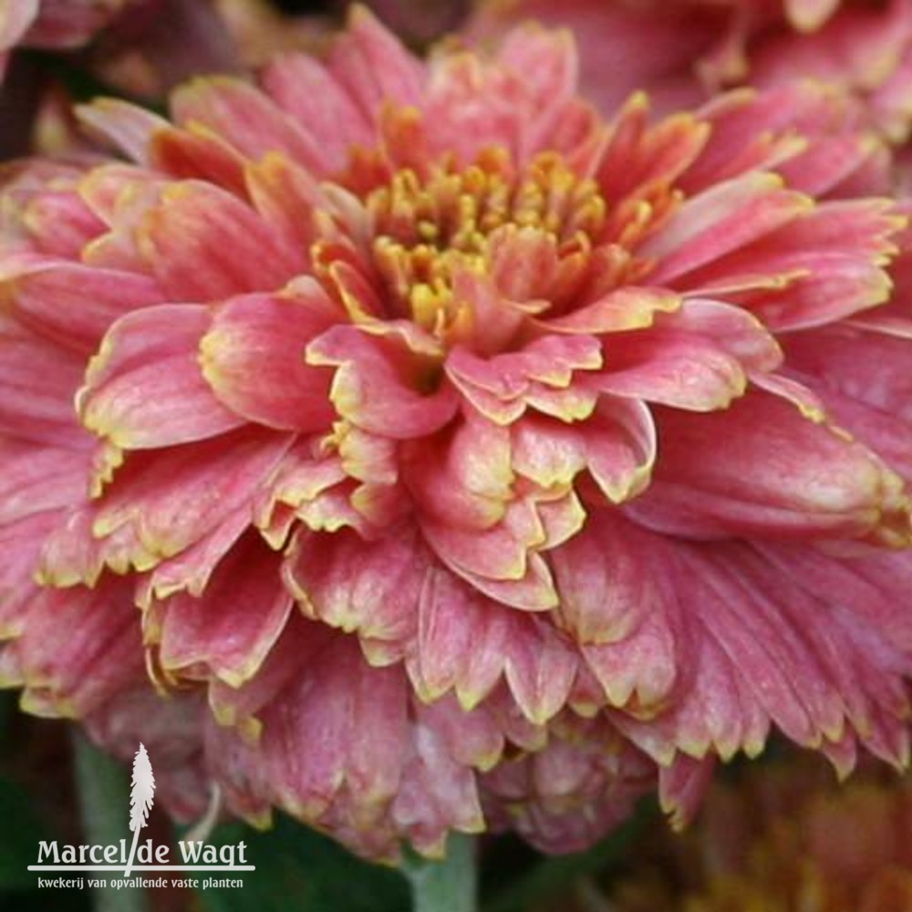 Chrysanthemum Doctor Tom Parr